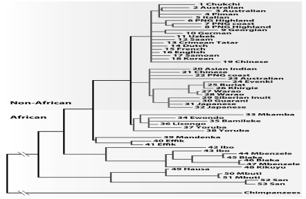 The phylogeny illustrated in the figure below shows the relationships among 53 modern humans based on mitochondrial DNA.How does this phylogeny support the out-of-Africa hypothesis?