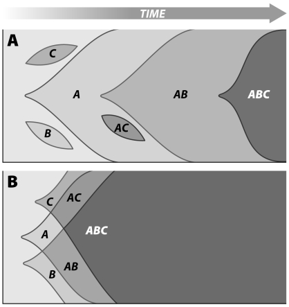 <strong>The two figures below represent an asexual and a sexual population,respectively.The letters indicate beneficial mutations.The shaded areas represent the frequency of particular combinations of mutations in the population over time.Why does it take longer for the beneficial allele combination of ABC to go to fixation in the asexual population than in the sexual population? </strong> A)In the asexual population, new allelic combinations have to arise via de novo mutations. B)There is no principal difference between asexual and sexual populations. In the sexual population shown, the favorable mutations just happen to be on different chromosomes. C)The effective population size of both populations is the same. D)Sexual populations tend to have higher mutation rates.