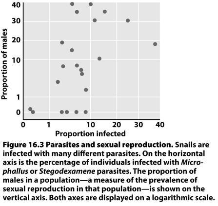 <strong>What evolutionary model for the maintenance of sexual reproduction do the following data appear to support? </strong> A)Muller's ratchet B)The Red Queen hypothesis C)The Fisher-Muller hypothesis D)The environmental unpredictability hypothesis