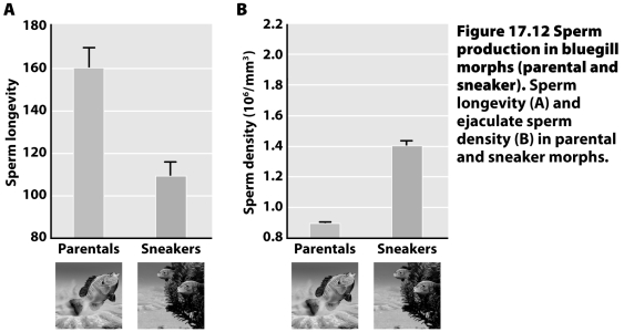 What is the likely trade-off that bluegill sneaker males make according to the data on sperm longevity and density below? In one sentence,speculate on a possible constraint as a reason for this trade-off.