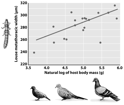 Clayton and colleagues discovered the relationship between feather-louse size and the body mass of their corresponding bird hosts illustrated in the figure below.What do the authors hypothesize about the mechanism of cospeciation in doves and lice from this relationship?