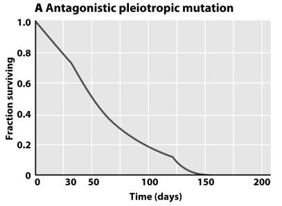 <strong>The figure below shows the effect of an antagonistic pleiotropic mutation (A).What would be the effect of a mutation (B)that delayed the onset of reproduction without changing the survival curve? </strong> A)Genotypes carrying A and B would have a higher fitness than genotypes carrying A without B. B)Genotypes carrying A and B would have a lower fitness than genotypes carrying A without B. C)B would not have any effect on the fitness of individuals with A. D)We cannot determine the effect of B without the survival curve for individuals that are wild-type at the locus affected by A.