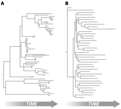 Which of the two viral phylogenies below shows the signature of a recent,rapid population expansion? Justify your answer in one or two sentences.