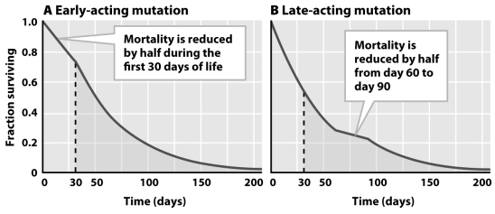 Figures A and B show the effect of an early- and a late-acting mutation on the lifetime fitness of individuals.Based on the graphs,how would you determine which of the two mutations had a greater effect on lifetime fitness? Limit your answer to one sentence.