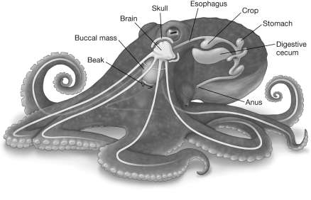 This figure shows that the octopus brain wraps around its esophagus so that each bite of food must pass through the middle of its brain. This anatomy is most likely the result of