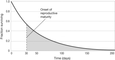 In the survivorship curve shown in the figure, imagine an early acting mutation that increases survivorship between days 0 and 30 and a late-acting mutation that increases survivorship between days 150 and 180. Natural selection will act