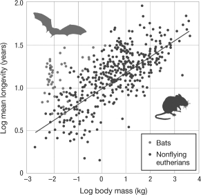 <strong>This graph shows a correlation between body mass and longevity for flightless mammals, but bats lie well above the trend line for flightless mammals. Which of the following is likely true based on these data? </strong> A) Flightless mammals experience stronger selection for increased longevity than bats. B) Bats carry more alleles that experience antagonistic pleiotropy than flightless mammals. C) Bats have higher metabolic rates than flightless mammals. D) Bats have lower rates of extrinsic mortality than flightless mammals.