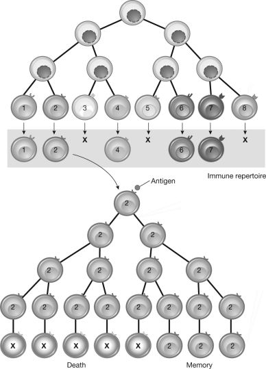 This figure shows the process of clonal selection and clonal expansion in the vertebrate adaptive immune system. Describe two steps in this process that resemble evolution by natural selection.