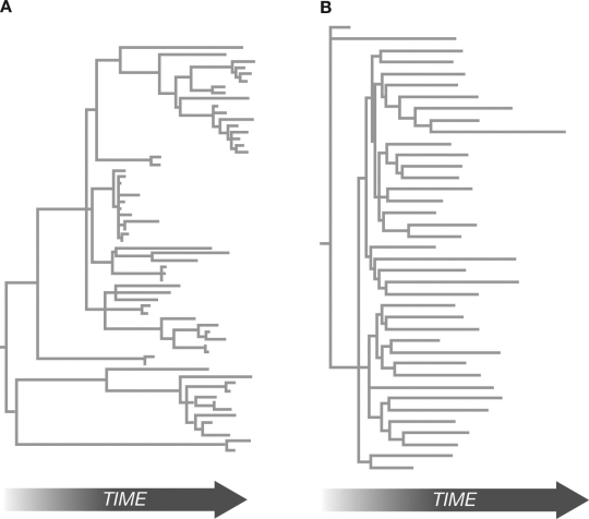 Which of the two viral phylogenies below shows the signature of a recent, epidemic population expansion? Explain your answer.