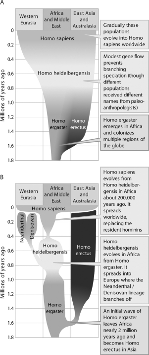 <strong>What do the two diagrams (A and B) illustrate regarding human evolution? </strong> A) the multiregional hypothesis and the out-of-Africa hypothesis, respectively B) the out-of-Africa hypothesis and the multiregional hypothesis, respectively C) coexistence of multiple hominins throughout the evolutionary history of Homo sapiens and the existence of a single hominin throughout the evolutionary history of Homo sapiens, respectively D) the existence of a single hominin throughout the evolutionary history of Homo sapiens and coexistence of multiple hominins throughout the evolutionary history of Homo sapiens, respectively
