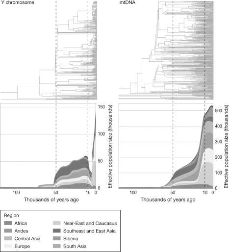 <strong>What does this figure tell us about diversification and effective population size in the Y chromosome and mtDNA? </strong> A) Y chromosome diversity and effective population size decreased dramatically during the migration out of Africa, followed by a significant increase in effective population size. mtDNA diversity and effective population size dramatically increased and is significantly larger than that of the Y chromosome. B) Y chromosome diversity and effective population size increased dramatically during the migration out of Africa, followed by a severe restriction in effective population size. mtDNA diversity and effective population size dramatically increased and is significantly larger than that of the Y chromosome. C) Both diversity and effective population size increased steadily and significantly for the Y chromosome and mtDNA during the migration out of Africa and are now approximately equivalent to each other. D) Y chromosome diversity and effective population size decreased during the migration out of Africa and then recovered to become approximately equivalent to mtDNA.