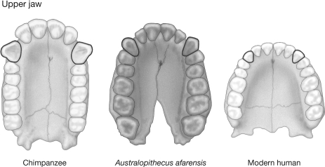 <strong>Based on the figure, which statement most accurately describes the evolutionary changes in hominin dentition over time? </strong> A) a reduction and then loss of large canines in modern humans as compared to other apes, with overall reduction in size of teeth B) overall spread of upper jaw with increased prominence of the canines in modern humans C) wider spread of jaw with increased prominence of molars in modern humans D) an increase in the size of the canines in modern humans with a wider lower jaw