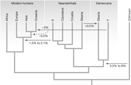 <strong>Which of the following is NOT a feature of the revised model of human evolution? </strong> A) Modern human variation is largely derived from what was present in the population of Homo sapiens that first emerged from Africa. B) Different populations of humans have inherited different amounts of genetic material from different sources, such as from Neanderthals and Denisovans. C) Homo sapiens emerged from Africa 10,000 years ago. D) Not all genetic variation has been lost from Homo species that diverged prior to the emergence of Homo sapiens in Africa.