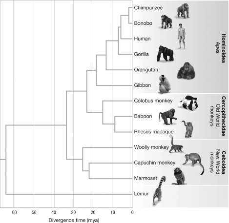 Based on the figure, is the common-language practice of referring to chimpanzees as monkeys accurate? Are monkeys a monophyletic group?