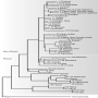 The phylogeny illustrated in the figure shows the relationships among 53 modern humans based on mitochondrial DNA. How does this phylogeny support the out-of-Africa hypothesis?