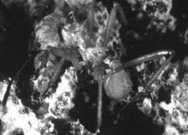 <strong>What is the role of the bacteria found in the whitish-gray crust on the ants who tend fungal gardens? </strong> A) The bacteria infect the ants, preventing overpopulation by the ants, which would deplete their fungal food source. B) The bacteria infect and kill other insects who try to exploit the ants' fungal garden. C) The bacteria prevent parasite infection of the ants. D) The bacteria provide antibiotics that target diseases dangerous to the fungal garden.