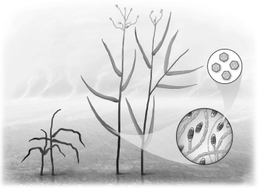 <strong>In order to survive in the geothermally heated soils of Yellowstone National Park, Dichanthelium lanuginosum requires what mutualism(s)? </strong> A) The virus CThTV (Curvularia thermal tolerance virus) must be present in the soil, allowing the fungus Curvularia protuberata to live in the soil. Dichanthelium requires this fungus to live in the thermally heated soil. B) The virus CThTV must be present in the soil, which allows Dicanthelium to live in thermally heated soil. Once established, Dicanthelium needs Curvularia to fix nitrogen for growth. C) The fungus Curvularia must be present in the soil in order for it to inoculate Dicanthelium with CThTV. D) CThTV must be present in the soil for both Dicanthelium and Curvularia protuberata to live; Curvularia provides nitrogen for Dicanthelium.