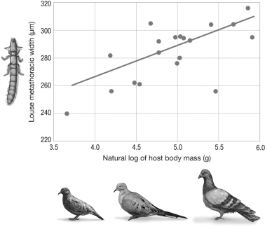 How does the relationship between bird host size and louse parasite affect the cospeciation dynamic between the two species?