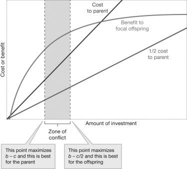 <strong>Consider Robert Trivers' parent-offspring conflict model. How do you expect the zone of conflict between parent and offspring to differ when the future offspring is a half instead of a full sibling? </strong> A) The zone of conflict will become wider. B) The zone of conflict will become narrower. C) The zone of conflict will remain of the same width but shift toward higher parental investment. D) The zone of conflict will become wider and shift toward higher parental investment.