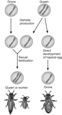 <strong>What is the coefficient of relatedness between a haplodiploid female worker bee and a male drone in the same hive, if they do not have the same mother? </strong> A) 1.00 B) 0.50 C) 0.25 D) potentially, zero