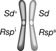 What gametes will survive after meiosis of the following chromosome pair? Sd = active segregation distorter allele, Sd <sup>+</sup> <sup> </sup>= inactive segregation distorter allele, Rsp<sup>s</sup><sup> </sup>=response sensitive responder gene allele, Rsp<sup>i </sup>=response insensitive responder genes allele