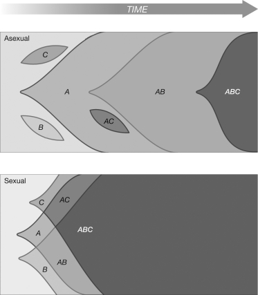 <strong>The two figures represent an asexual and a sexual population. The letters indicate beneficial mutations. The shaded areas represent the frequency of particular combinations of mutations in the population over time. Why does it take longer for the beneficial allele combination of ABC to go to fixation in the asexual population than in the sexual population? </strong> A) In the asexual population, new allelic combinations have to arise via de novo mutations. B) There is no principal difference between asexual and sexual populations. In the sexual population shown, the favorable mutations just happen to be on different chromosomes. C) The effective population size of both populations is the same. D) Sexual populations tend to have higher mutation rates.