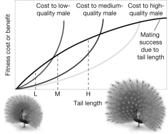 What is the relationship between male quality and tail length in peacocks? Why do extravagant and metabolically costly traits like peacocks' tails persist in population?