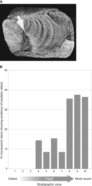 <strong>For much of the Cretaceous, bivalves belonging to the Inoceramidae were among the most prominent bottom dwellers in aquatic communities, but then declined at the end of the Cretaceous, eventually going extinct. What does the figure tell us about the reason(s) the inoceramid species went extinct?  </strong> A) Shell deformities observed in fossils indicated a significant change in the chemistry of the oceans, which likely led to the extinction of the Inoceramidae. B) Shell deformities observed in fossils indicated a significant increase in ocean temperature, which led to malformation of shells during development, causing the subsequent extinction of the Inoceramidae. C) Shell deformities observed in fossils indicated a significant increase in predation, which likely led to the extinction of the Inoceramidae. D) Shell deformities observed in fossils are difficult to interpret and could result from many factors. <div style=padding-top: 35px> 