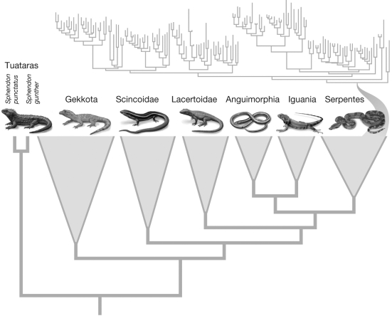 As a refuge manager for the US Fish and Wildlife Service, you have the difficult decision of selecting which refuges will be sold and put up for sale to be developed and which ones will be preserved. Selling refuge A will result in the loss of the Serpentes, the sale of refuge B will result in the loss of the Lacertoidae, and the sale of refuge C will result in the loss of the Tuataras. Based on phylogenetic history, you decide to save refuge C and have to explain to your supervisor why. Which statement best explains your decision?