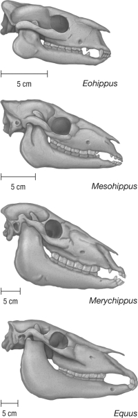 In Chapter 5, one of the examples of evolution presented illustrated the changes in equine skull morphology that gradually led to the transformation of the ancestral species to a new equine species. What model of evolutionary change does this illustrate?