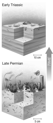 Why is the Permian mass extinction event often referred to as an event where life almost died? What do scientists believe caused this event and why did it result in such a catastrophic loss of diversity?  <div style=padding-top: 35px> 