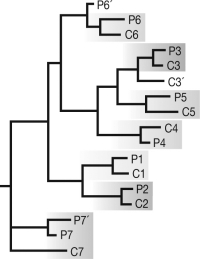 <strong>In the phylogeny depicted in the figure, the P species are from the Pacific side and the C species are from the Caribbean side of the Isthmus of Panama. Which of the following is the most likely cause of speciation? </strong> A) sympatric speciation B) parapatric speciation C) allopatric speciation via dispersal across the Isthmus of Panama D) allopatric speciation via isolation when the Isthmus of Panama closed