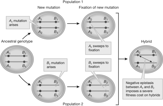 <strong>What does the figure illustrate? </strong> A) ploidy changes resulting in reproductive isolation B) Haldane's rule C) Dobzhansky-Muller incompatibility D) reproductive isolation through chromosomal rearrangement