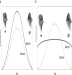 <strong>Scientists have hypothesized that resource competition may facilitate sympatric speciation. These graphs illustrate two scenarios: graph A illustrates a normal distribution of both beak size and seed size, while graph B illustrates a normal distribution of beak size but a flat distribution of seed size. Which graph illustrates resource competition? </strong> A) Graph A illustrates resource competition; different seed sizes have led to the distribution of different beak sizes, so all birds get approximately the same amount of food. B) Graph A illustrates resource competition; different beak sizes led to the distribution of different seed sizes, so all birds get approximately the same amount of food. C) Graph B illustrates resource competition; because there are equal numbers of seeds available across the size range. D) Graph B illustrates resource competition; because there are more medium-beaked birds, there is more competition for medium-sized seeds.