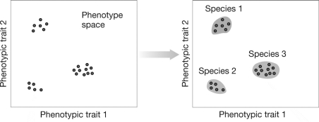In the graphs shown here, what do the axes represent? Which species concept is illustrated by these graphs?