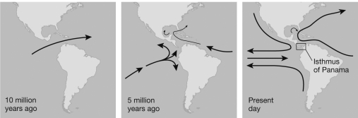 The figure shows the geological history of North and South America and the closing of the Isthmus of Panama. If a single species was distributed throughout the region indicated by the arrow in the left-most panel, and today is found as two separate species, one in the Atlantic Ocean and one in the Pacific, is this allopatric speciation likely to be an example of the vicariance model or the peripheral isolate model of allopatric speciation? Why?