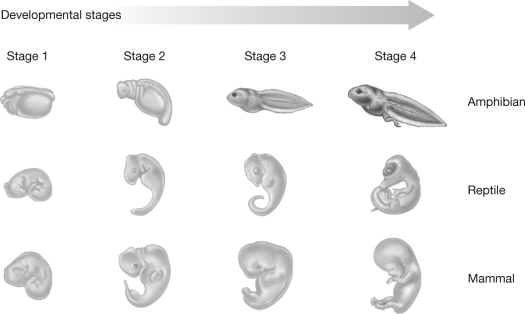 <strong>Which of the following embryonic developmental stages is most similar across all three groups? </strong> A) Stage 1 B) Stage 2 C) Stage 3 D) Stage 4