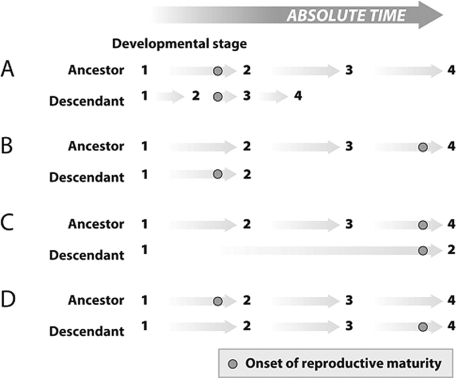 <strong>Process C shown in the figure is an example of which of the following? </strong> A) recapitulation via hypermorphosis B) recapitulation via acceleration C) paedomorphosis via progenesis D) paedomorphosis via neoteny