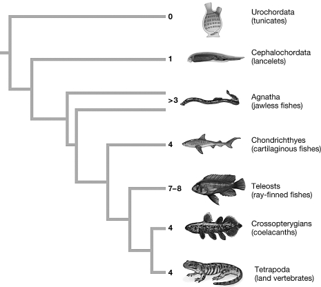 <strong>The figure shows the number of Hox gene clusters in different groups of animals. Which of the following is a true statement regarding the number of clusters in each group? </strong> A) Land vertebrates > All fish > Tunicates B) All fish > Lancelets > Tunicates C) Ray finned fishes > Lancelets > Land vertebrates D) All fish > Lancelets > Land vertebrates