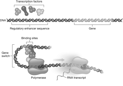 Based on the figure, how are transcription factors like a switch?