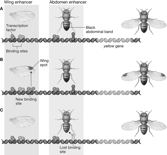 Explain how gains and losses of binding sites change morphology in the system illustrated in the figure. In the case of gains, assume that the transcription factors associated with the binding site are expressed in the appropriate tissue.