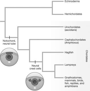Hagfish, lampreys, gnathostomes, mammals, birds, fish, reptiles, and amphibians are all vertebrates and are sometimes referred to as the subphylum Craniata: animals with a cranium. Amphioxus and ascidians are not in Craniata. How does mapping characters associated with the neural crest assist us in understanding the evolution of complex traits such as the cranium?