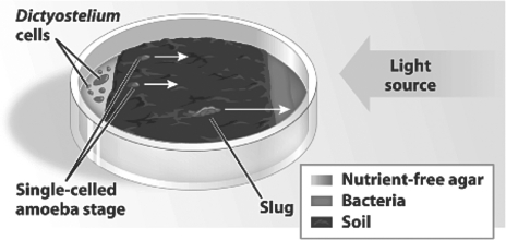 The experimental setup shown in the figure was designed to test which of the following?