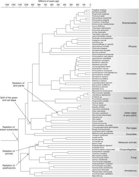 Based on the figure, which of the following clades experienced evolutionary radiation most recently?