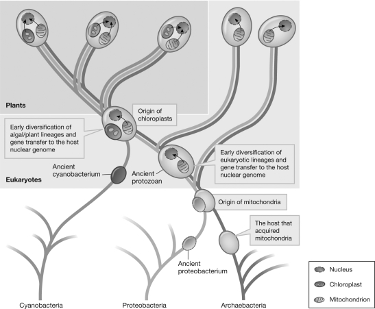 Based on the figure, if a plant and nonplant mitochondrial genome contain the same gene, did they inherit the gene from a common ancestor? Explain your reasoning.