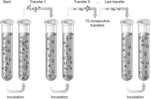 <strong>Why did the researchers conduct serial transfers in the experiment illustrated in the figure?  </strong> A) Each serial transfer decreased the population size so that genetic drift could occur. B) Each serial transfer was necessary to reintroduce RNA into the system. C) Because the experiment took place in a lab, serial transfers were necessary so that the researchers could go home at night. D) Each serial transfer is equivalent to a generation and thus provided an opportunity to study natural selection over time. <div style=padding-top: 35px> 