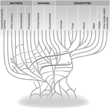 <strong>Consider this figure showing horizontal gene transfer and the early evolution of life. Which of the following statements is FALSE?  </strong> A) Bacteria have transferred genes to eukaryotes twice. B) Bacteria have transferred genes to archaea many times. C) Bacteria have transferred genes among themselves. D) Eukaryotes have transferred genes among themselves. <div style=padding-top: 35px> 