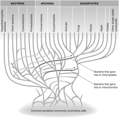 The figure shows horizontal gene transfer and the early evolution of life. Based on this figure, order the following events from earliest to latest.   A. Mitochondrial horizontal gene transfer B. Chloroplast horizontal gene transfer C. Plants and algae separate from animals and fungi D. Fungi separate from animals<div style=padding-top: 35px> 