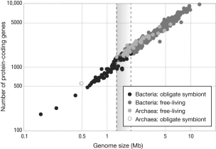 <strong>What does the figure convey about genome size in prokaryotes? </strong> A) The number of protein-coding genes decreases with genome size. B) There is strong evidence of G-value paradox in prokaryotes. C) Bacteria have larger genomes than Archaeans. D) Free-living bacteria generally have larger genomes than do obligate symbionts.