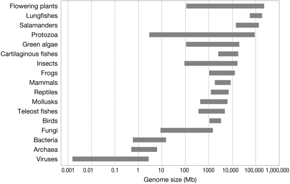 In the figure shown, what is the range of genome size for protozoa? What does this tell us about the relationship between genome size and organismal complexity?